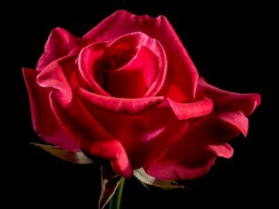 red-rose-320891_640